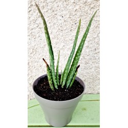 Aloes vera